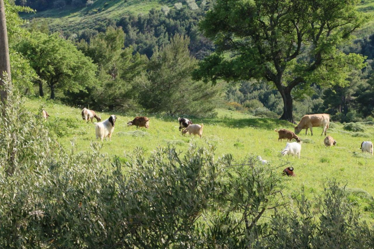 B&B Il Vigneto Trebisacce Luaran gambar
